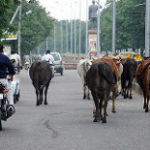 インドの道路を歩く牛の集団