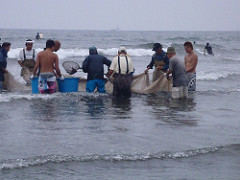 地引網で魚を捕る漁師たち