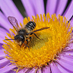 花の上に乗る蜂