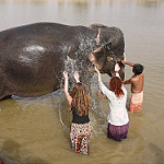 川辺で象の体をタワシで洗うボランティアの白人女性たち