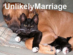 
犬と猫のカップルの写真。unlikely marriageと書かれています。