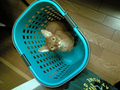 洗濯カゴの中の猫
