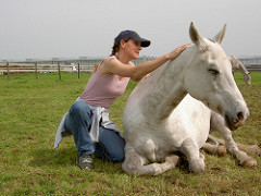 白い馬の体をさすっている女性