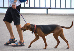 犬を従わせながら散歩する人間