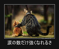 大人猫が子猫を励ましているように見える写真。テロップに『涙の数だけ強くなれるさ』と書かれています。