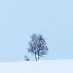 雪上の木