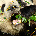 笹の葉をおいしそうに食べるパンダ