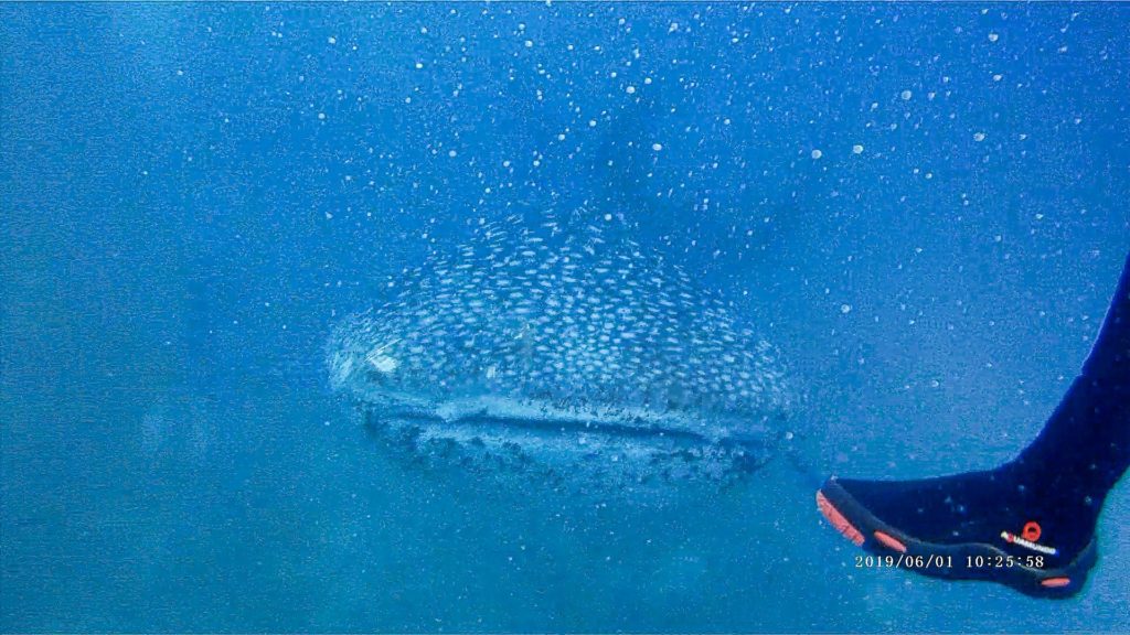 人間とたわむれるオスロブ浅瀬のジンベイサメ